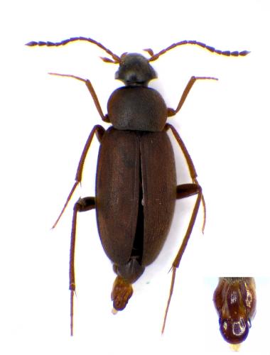 Choleva sp.